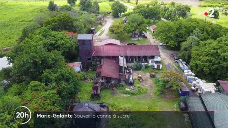 in Guadeloupe, the sugar cane sector threatened by a breakdown in Marie-Galante