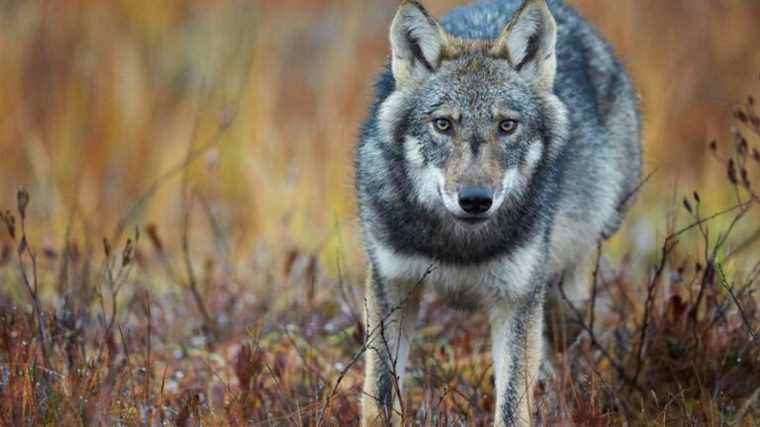 it is indeed a wolf that was seen near Blaru confirms the French Biodiversity Office