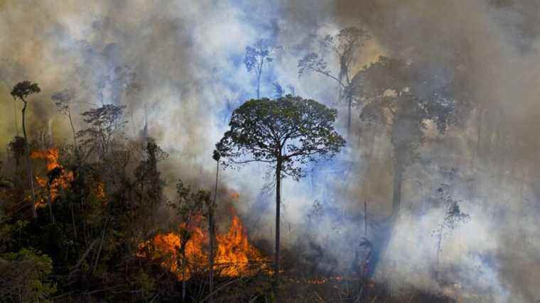 more than 100 countries, including France, will commit to stopping deforestation and “restoring forests” by 2030