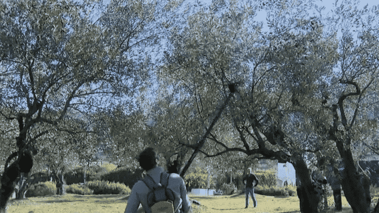 olive picking to help local associations