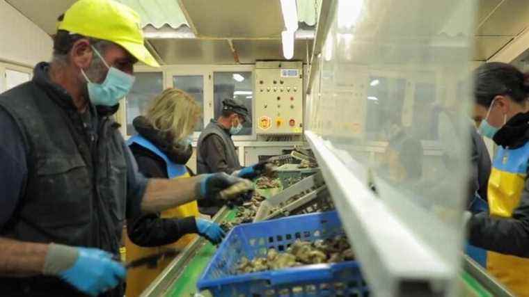 oyster farmers in need of seasonal workers as the Christmas holidays approach