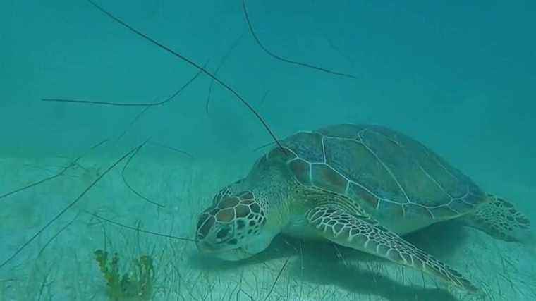 paradise found for sea turtles