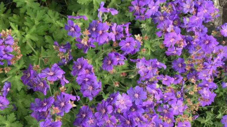 perennial geranium, an easy-going ground cover