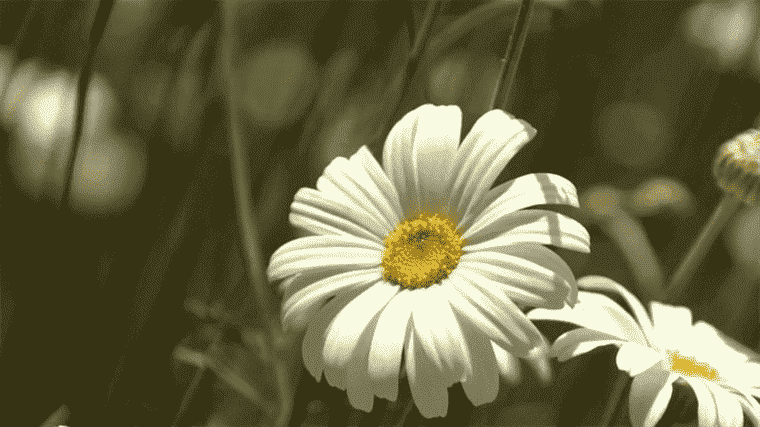 pyrethrum, flower and natural insecticide