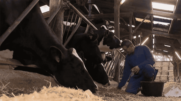 reducing methane emissions, the challenge for dairy farms