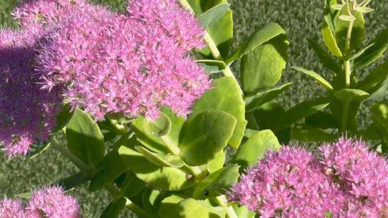 sedum, or stonecrop, does not fear drought