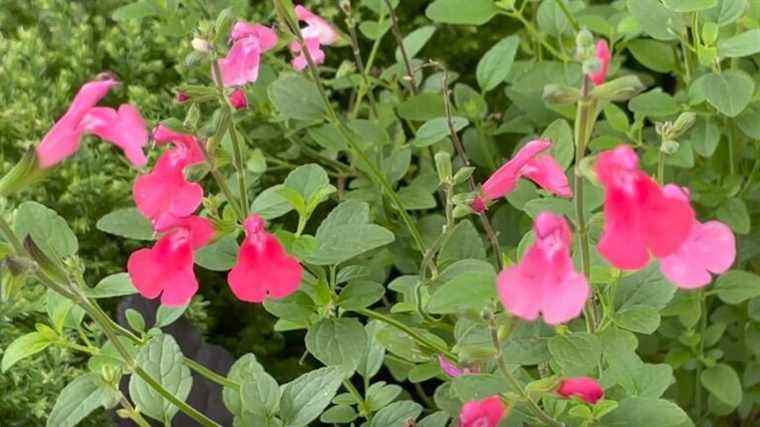 shrub sage, an easy and colorful perennial