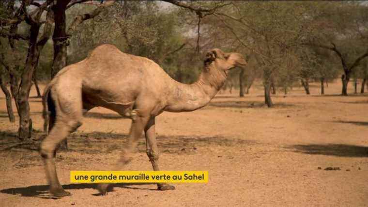 the difficulties of the Great Green Wall megaproject in the Sahel