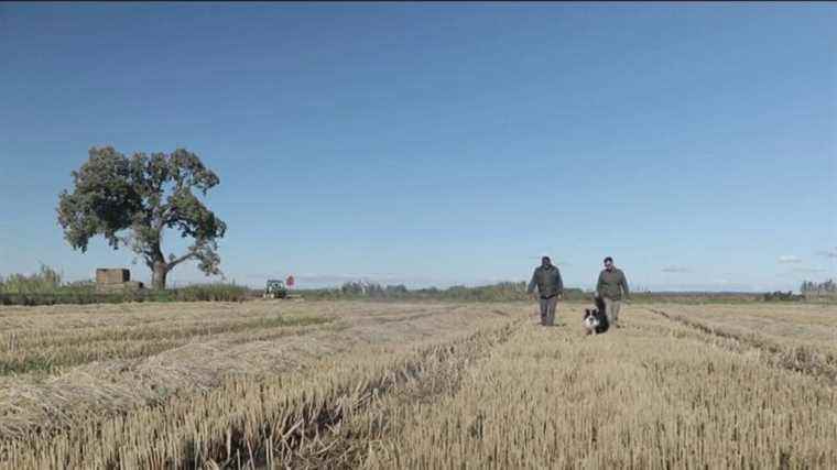 the exceptional cultivation of Camargue rice