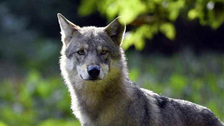 the presence of a wolf confirmed in Calvados, “a first for a very long time”