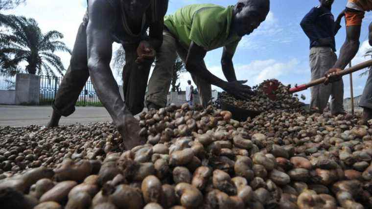 the world’s second largest cashew nut producer wants to transform 50% of its production