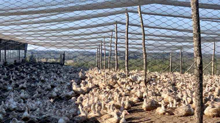 three questions on the containment of poultry farms