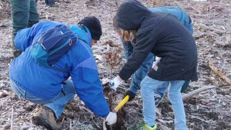 tree planting in the forest of Chailluz (Thise, 25) in Franche-Comté