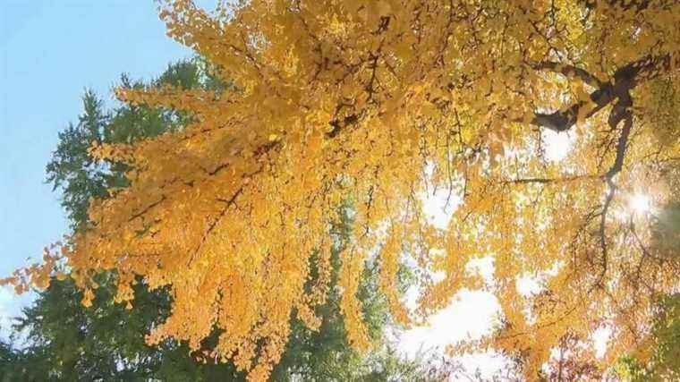 what will be the most beautiful tree of the year?