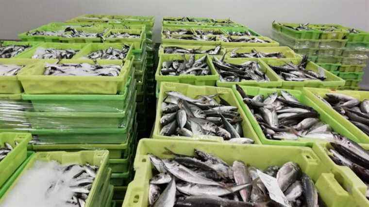 why do sardines shrink?