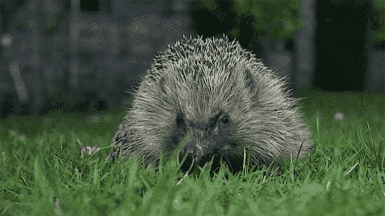 worrying excess mortality in hedgehogs