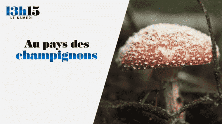 “1:15 p.m. on Saturday”.  In the land of mushrooms – France 2 – 11 December 2021