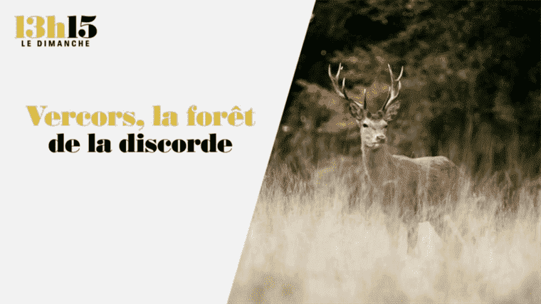 “1:15 p.m. on Sunday”.  Vercors: the forest of discord – France 2 – December 19, 2021