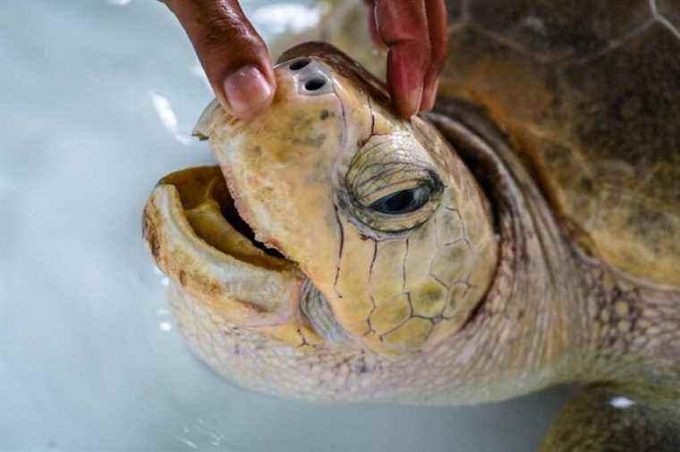 Sea turtles have returned to Thailand’s beaches since the pandemic