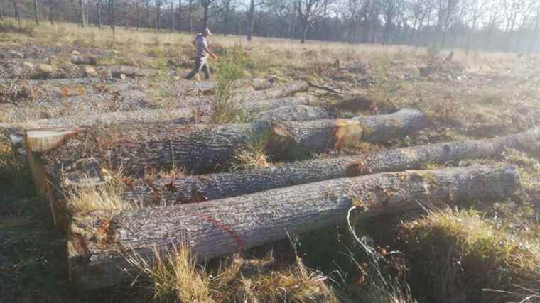 3,000 trees planted in the Chœurs-Bommiers forest to preserve biodiversity