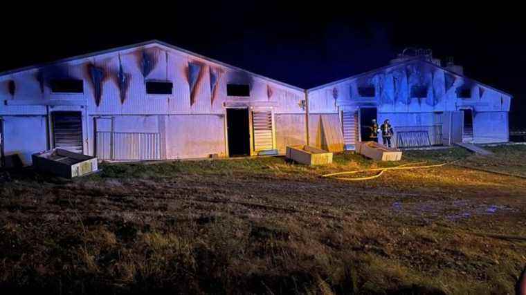 400 calves perish in a farm fire