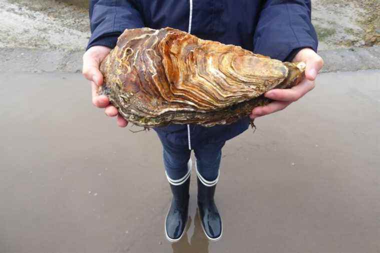 A 2.22 kg oyster found in Finistère at Carantec