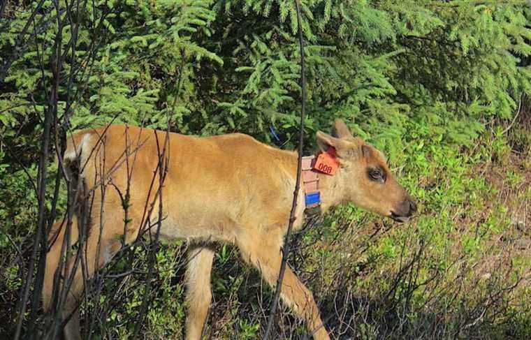 A caribou birth in Val-d’Or