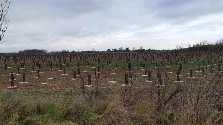 A new forest will emerge in the Val-d’Oise, with species adapted to the climate of the future