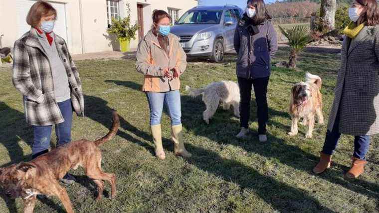 A recovery plan for our four-legged friends in Charente