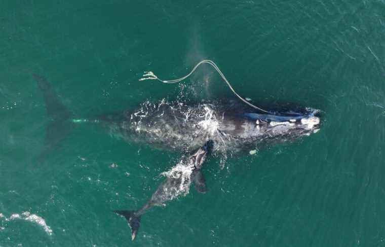 A right whale, new mother and entangled