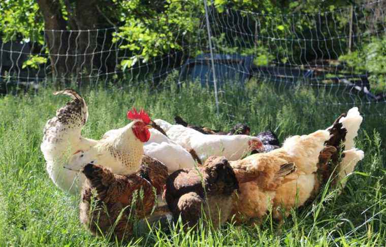 Agriculture: small chicken farmers denounce new regulations