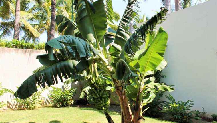 All the good tips to take care of your banana tree