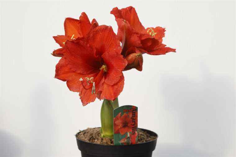 Amaryllis, always faithful to its promises |  Press