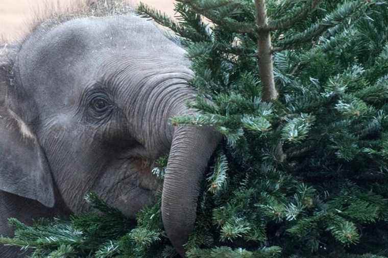 Animals at Prague Zoo play with unsold Christmas trees