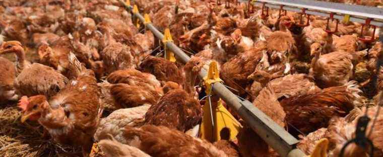 Avian influenza: 600,000 poultry slaughtered in one month in France