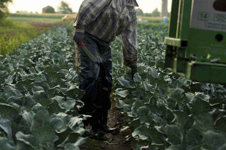 Bad working conditions |  Guatemalan farm workers “rescued”