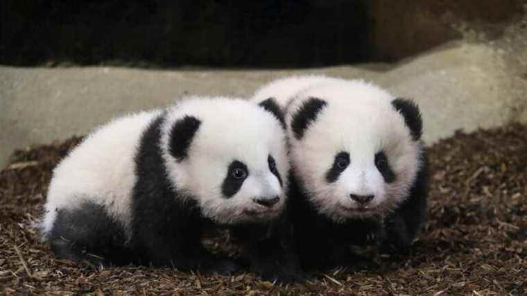 Beauval Zoo: visitors admire the panda binoculars for the first time