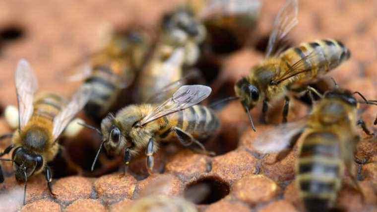 Bee mortality remains high in 2021, according to ANSES