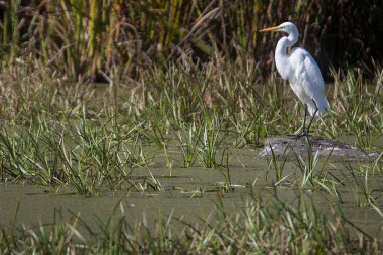 Biodiversity crisis |  Experts call for a “Plan Sud” for Quebec