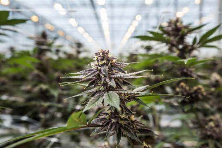 Cannabis |  Hexo calls on Quebec, which remains on the sidelines