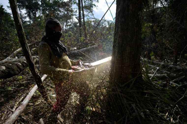 Colombia |  Amazon victim of peace agreements with former FARC guerrillas