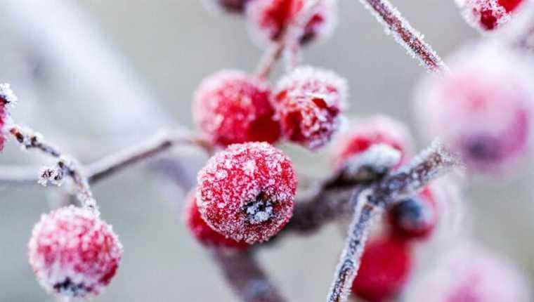 Colors and fragrances in the garden in winter