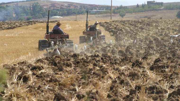 Crisis of cereals, potatoes: Algeria struggles to feed its population