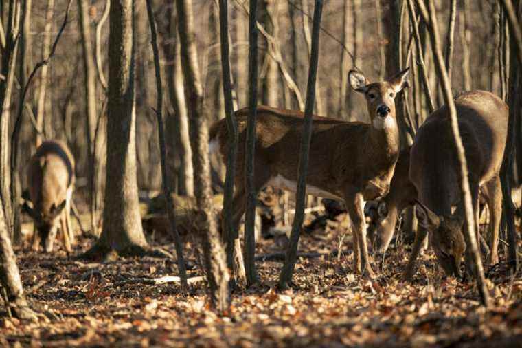 Deer at Michel-Chartrand Park |  An informed decision based on science