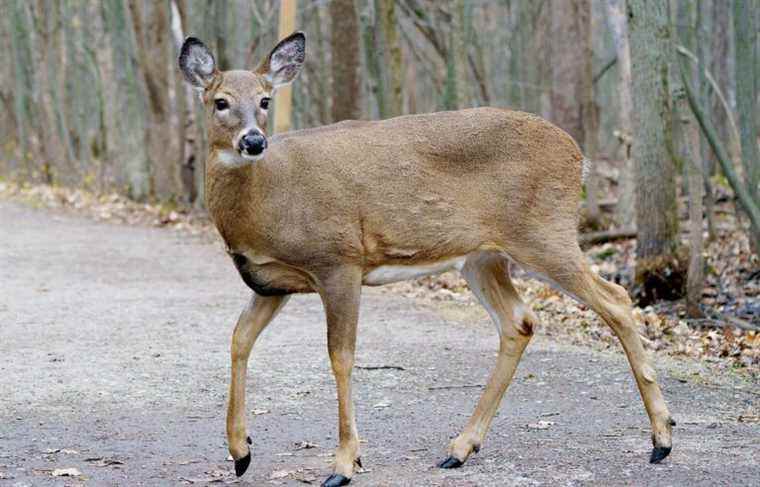 Deer slaughter in Longueuil is making waves