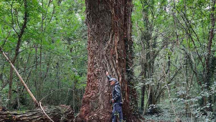 Discovering the alluvial forest of Domaine de Chadieu