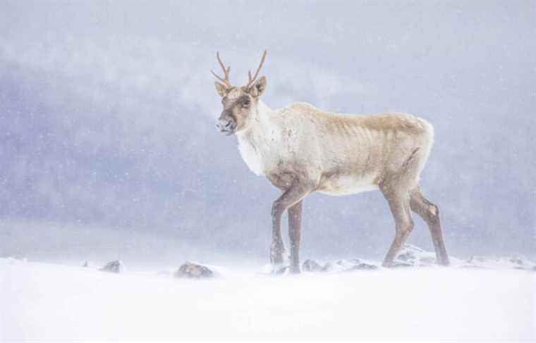 Environment: Ottawa could intervene to protect Quebec caribou