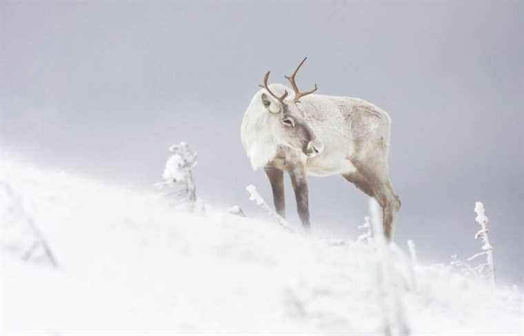 Gaspésie and Charlevoix caribou on the brink of extinction