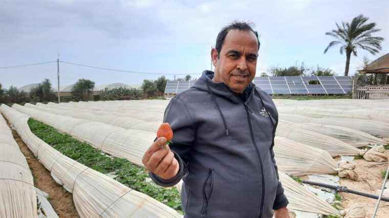 Gaza farmer grows strawberries with little water and no pesticides