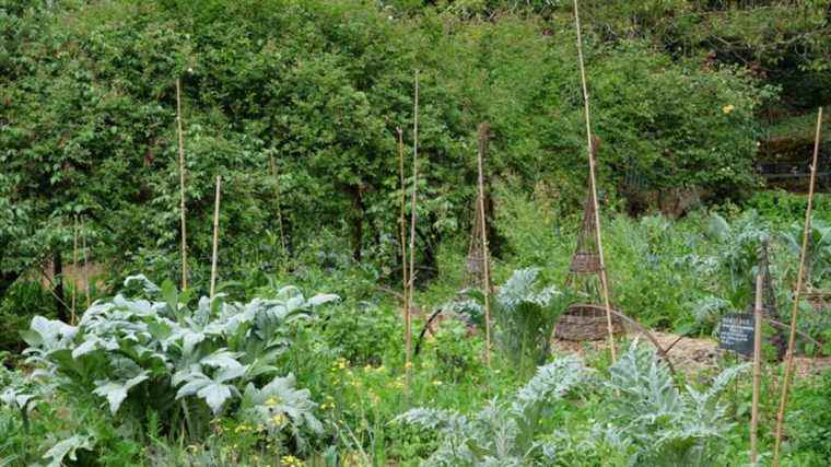 Growing a lasagna vegetable garden